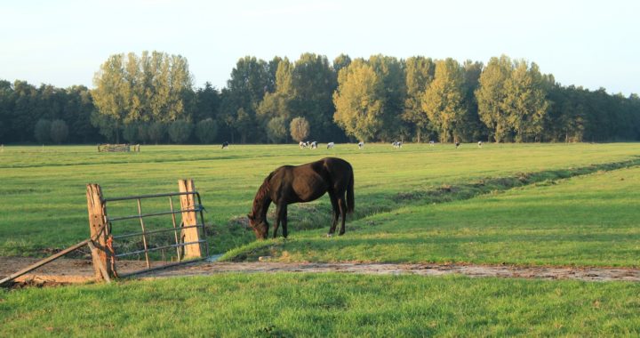 Wandelnetwerk Rijn- en Veenstreek & Zoeterwoude
